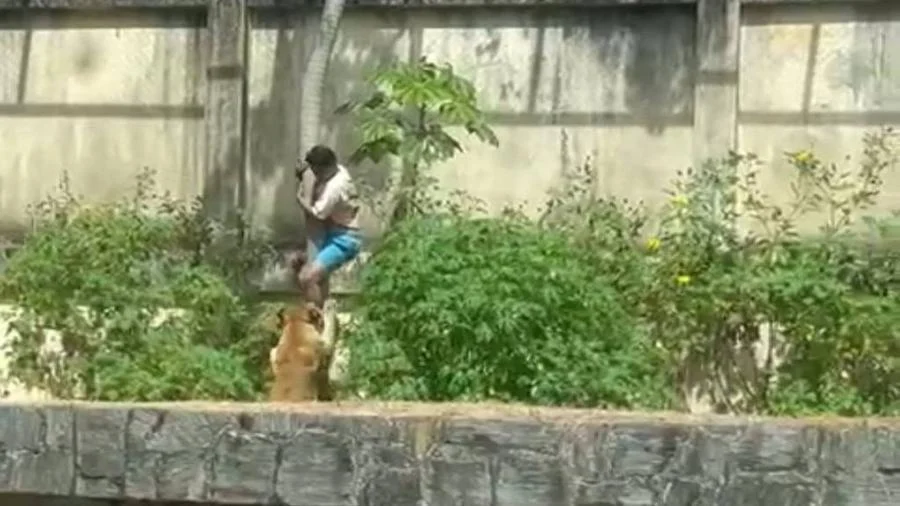 zoológico da bica reabre após morte trágica de jovem por leoa: novas medidas de segurança em vigor