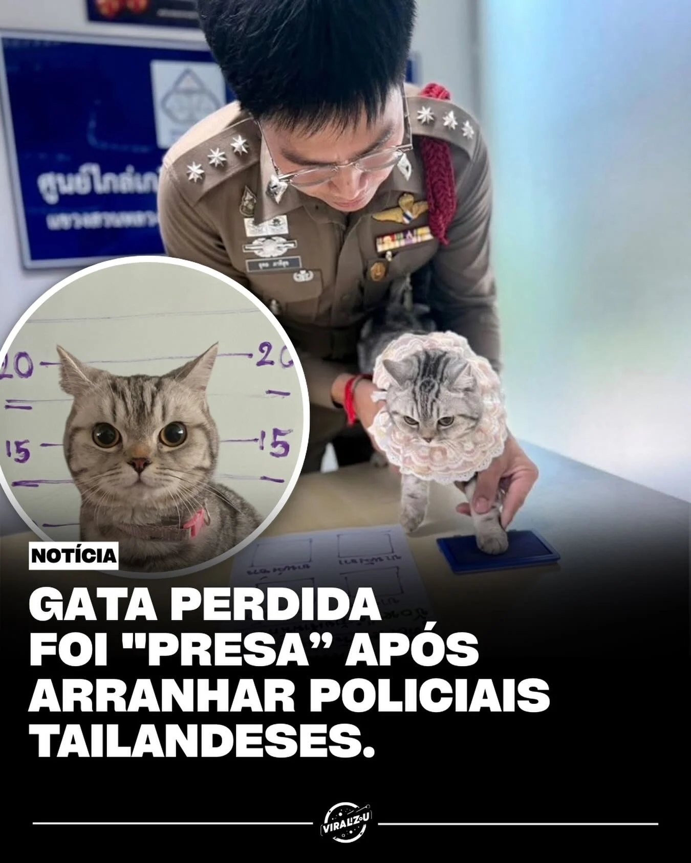 gata nub tang é 'fichada' por polícia na tailândia após arranhar agentes