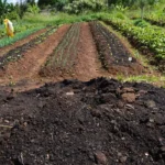 cmn amplia socorro a produtores rurais afetados pelo clima com r$ 5 mil em crédito