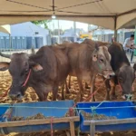 produtores rurais: prazo final para atualização cadastral de animais!
