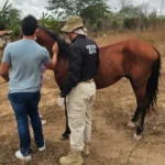 cavalo ferido em campina grande: polícia civil resgata animal após maus tratos