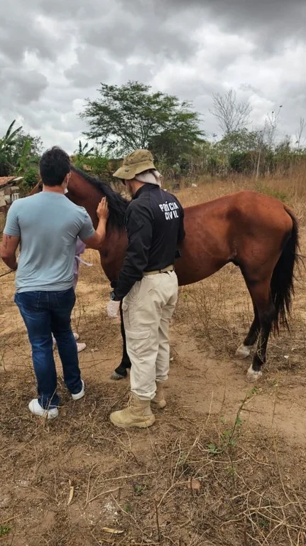 cavalo ferido em campina grande: polícia civil resgata animal após maus tratos