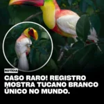 tucano branco raro surpreende pesquisadores e pode ser único no mundo