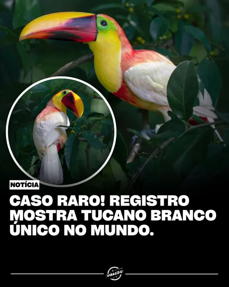 tucano branco raro surpreende pesquisadores e pode ser único no mundo