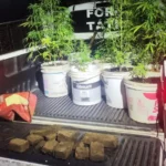 polícia encontra 11 pés de maconha e 3kg da droga prensada em mata na capital paraibana