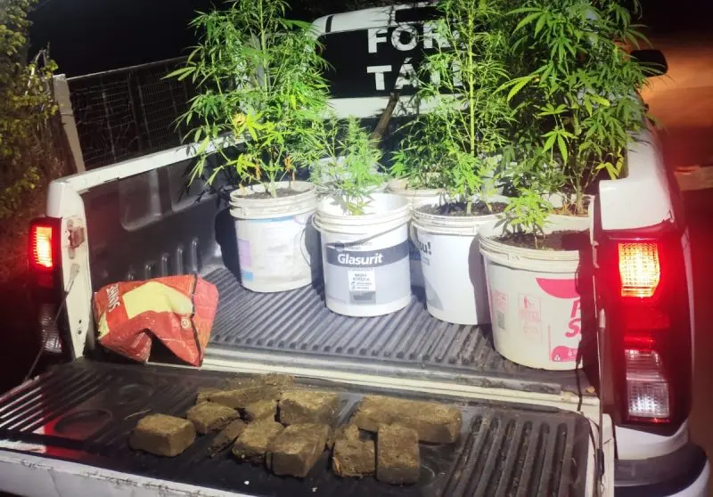 polícia encontra 11 pés de maconha e 3kg da droga prensada em mata na capital paraibana