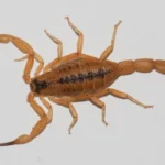 verão em joão pessoa: alerta para picadas de escorpião e animais peçonhentos