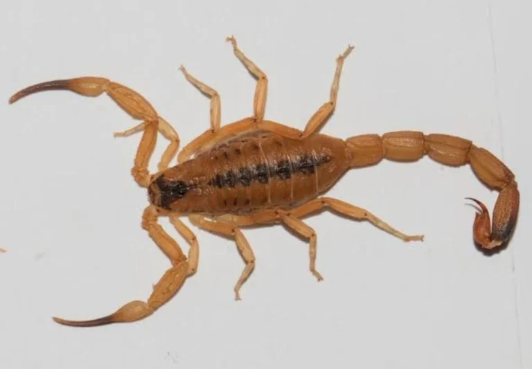 verão em joão pessoa: alerta para picadas de escorpião e animais peçonhentos