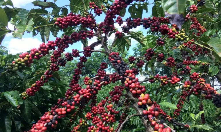 conab prevê safra recorde de café em 2026 com aumento de 17,1%
