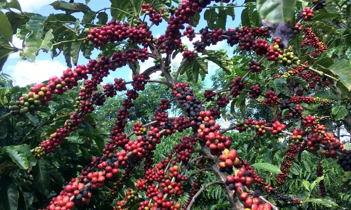 conab prevê safra recorde de café em 2026 com aumento de 17,1%