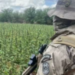 operação policial histórica na paraíba: 72 mil pés de maconha erradicados e 1,8 tonelada da droga destruída em ação conjunta