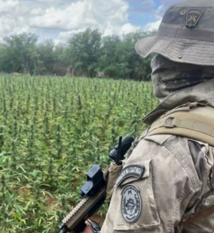 operação policial histórica na paraíba: 72 mil pés de maconha erradicados e 1,8 tonelada da droga destruída em ação conjunta