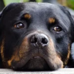 projeto endurece punição para criminosos sexuais contra crianças e garante reparação às vítimas