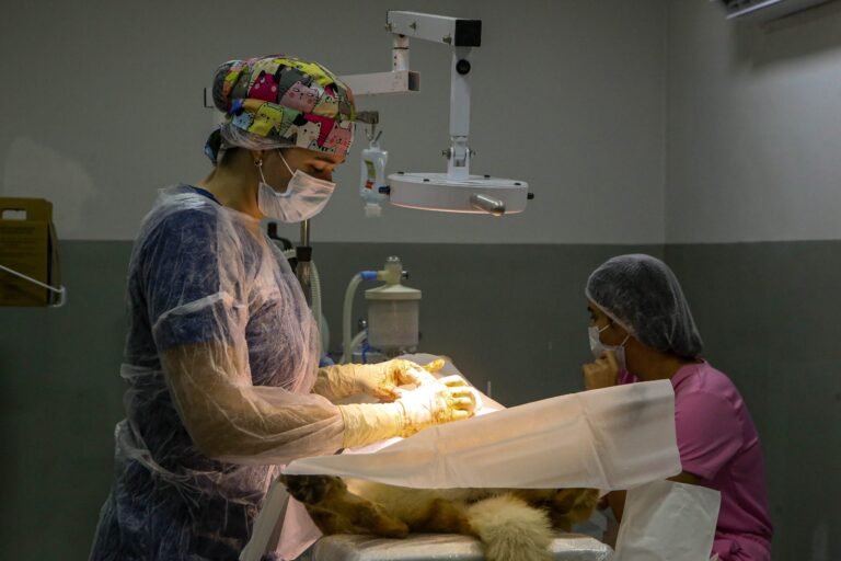 Veterinária examinando cão na Clínica do Pet em João Pessoa.
