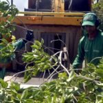 Trabalhador da prefeitura realiza poda preventiva em árvore urbana durante o outono em João Pessoa.