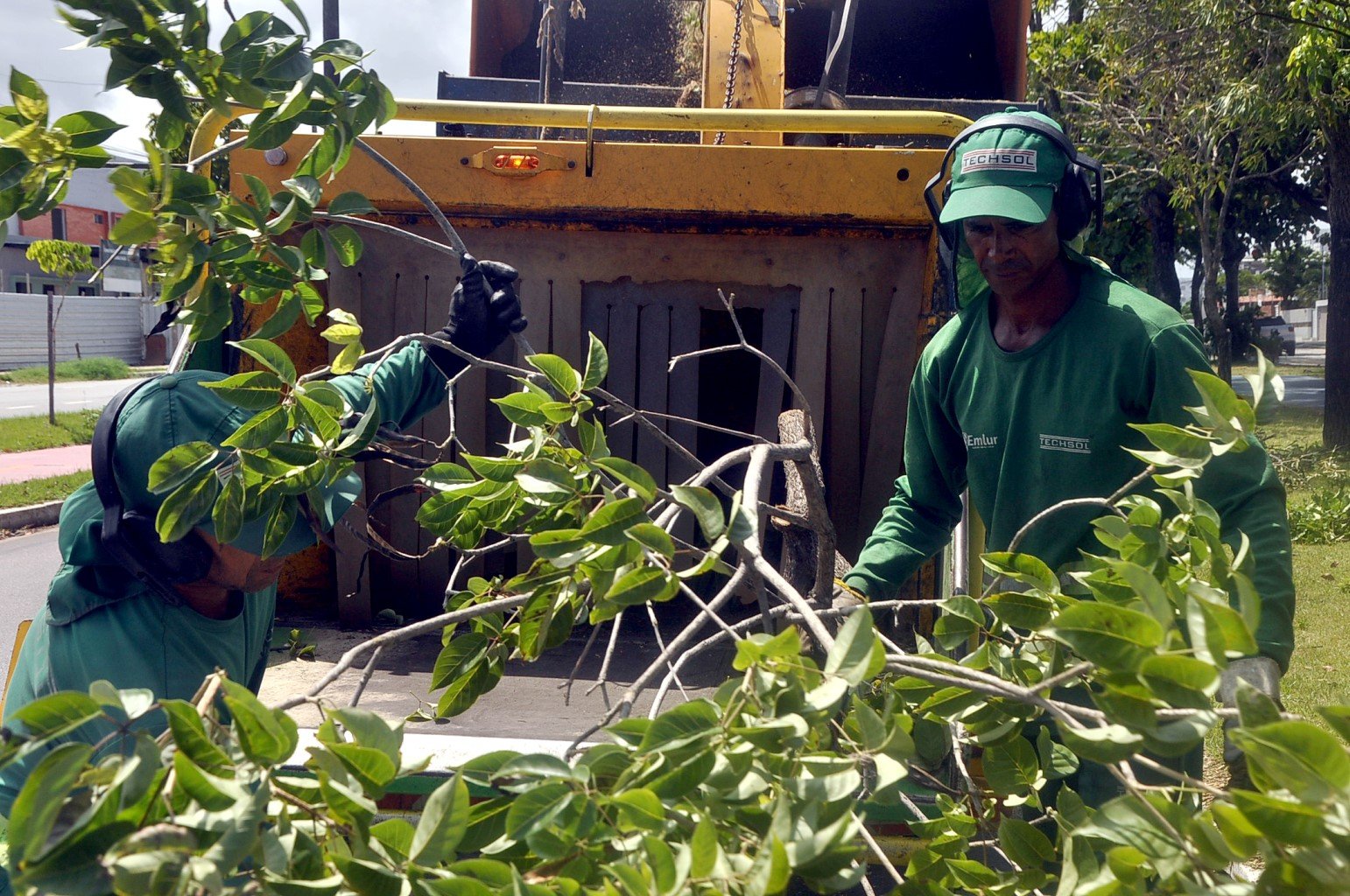 Trabalhador da prefeitura realiza poda preventiva em árvore urbana durante o outono em João Pessoa.