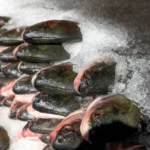Banca de peixes frescos em mercado público de João Pessoa com vendedor