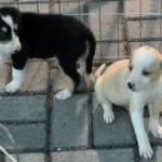 Equipe do Samu Pet de João Pessoa prestando atendimento a um animal em situação de emergência.